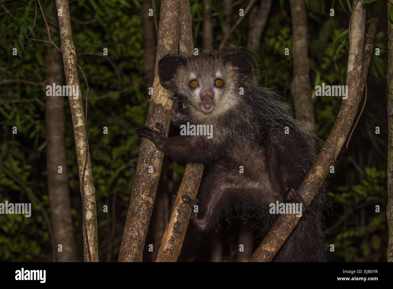 Aye-aye, lémurien nocturne de Madagascar Banque D'Images