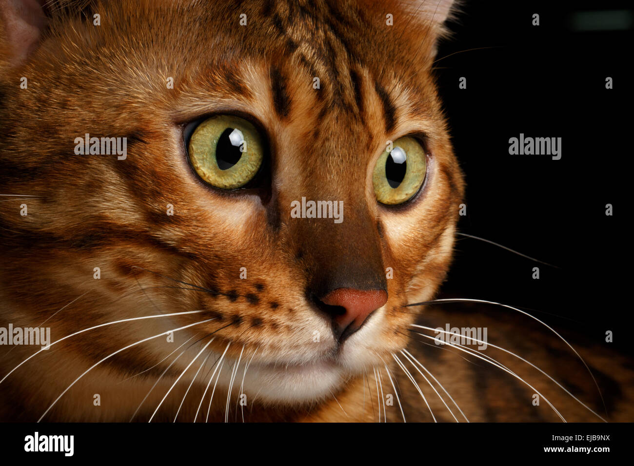 Close-up chat Bengal Banque D'Images