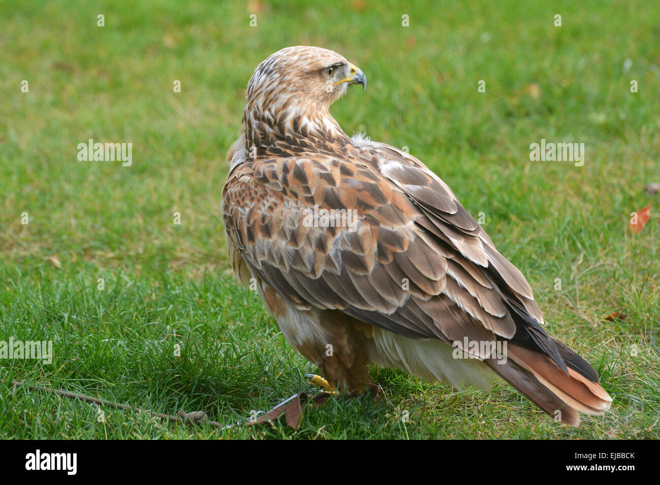 Bussard Eagle Banque D'Images