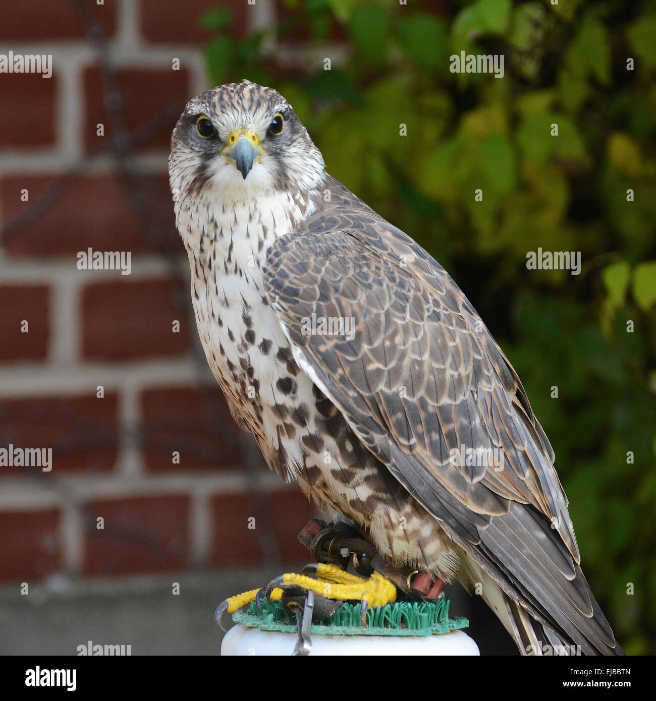 Falcon, Sakerfalcon en fauconnerie Banque D'Images