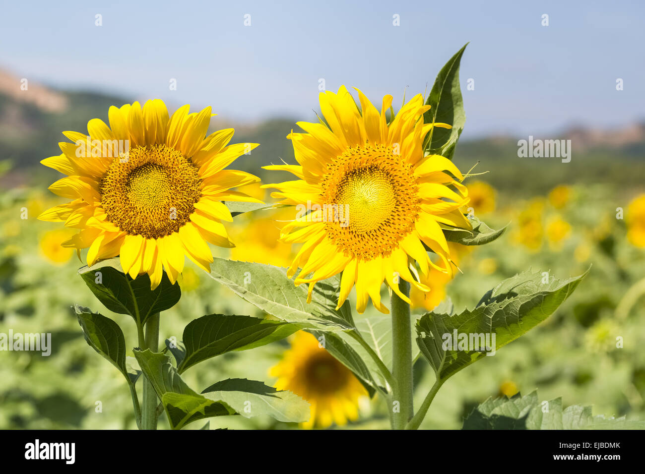 Deux fleurs de tournesol en pleine floraison Banque D'Images