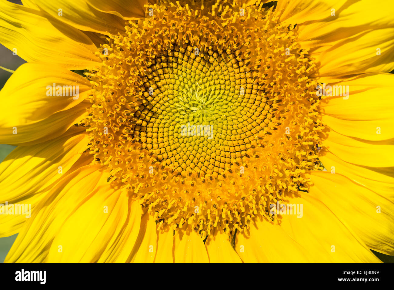 Un plan macro tournesol Banque D'Images