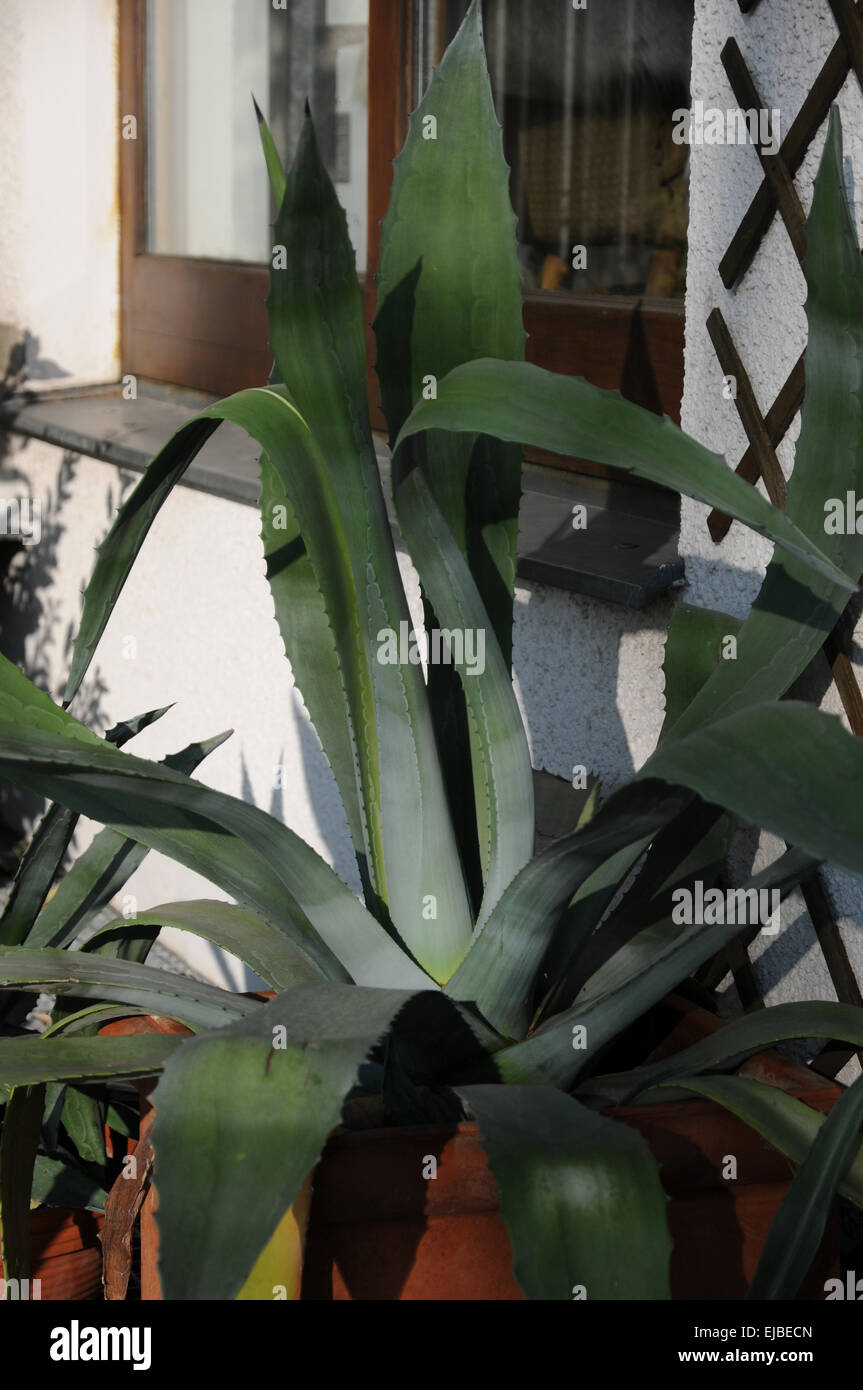 Agave americana Banque D'Images