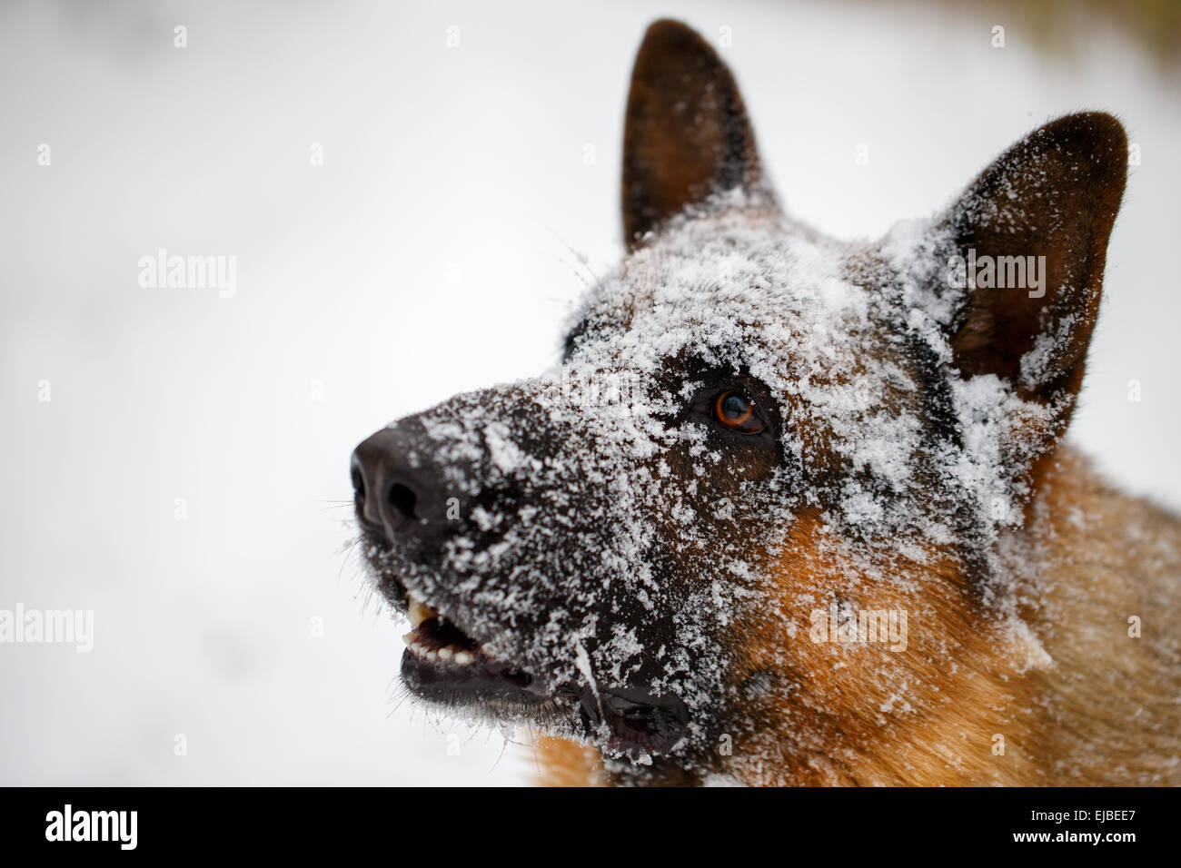 Close-up berger allemand dont le corps dans la neige Banque D'Images
