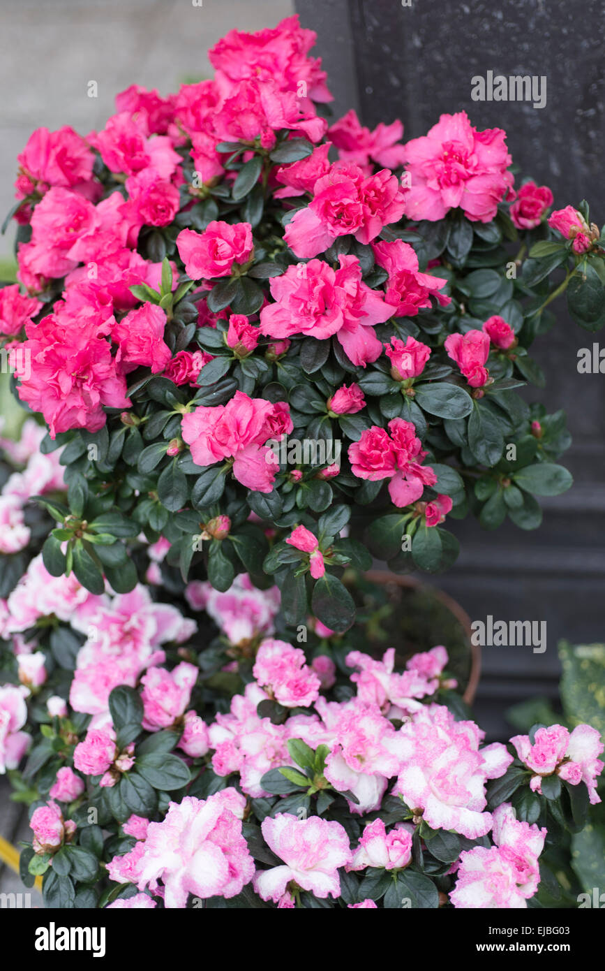 Géraniums roses at outdoor market, Paris, France Banque D'Images