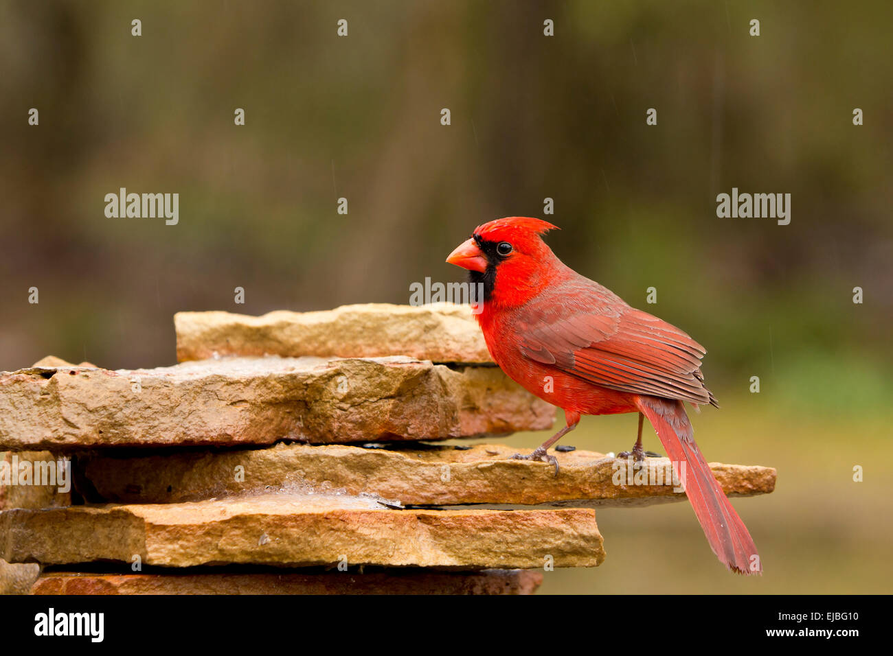 Cardinal mâle stationnaire, cardinalis cardinalis Banque D'Images