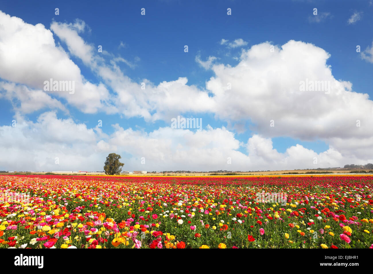 Le jardin de pivoines renoncules poussent dans le kibboutz Banque D'Images