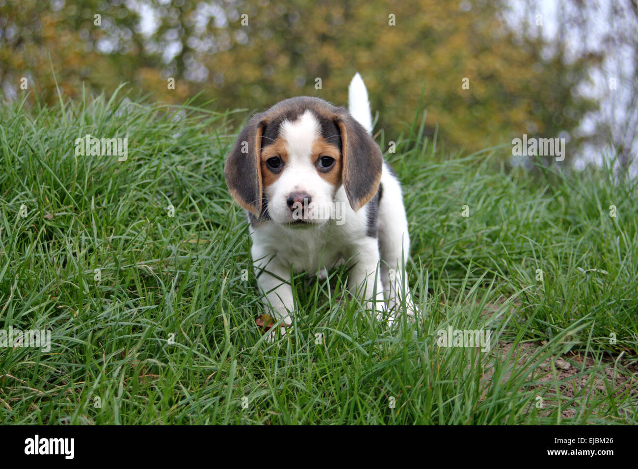 Beagle, chiots Banque D'Images