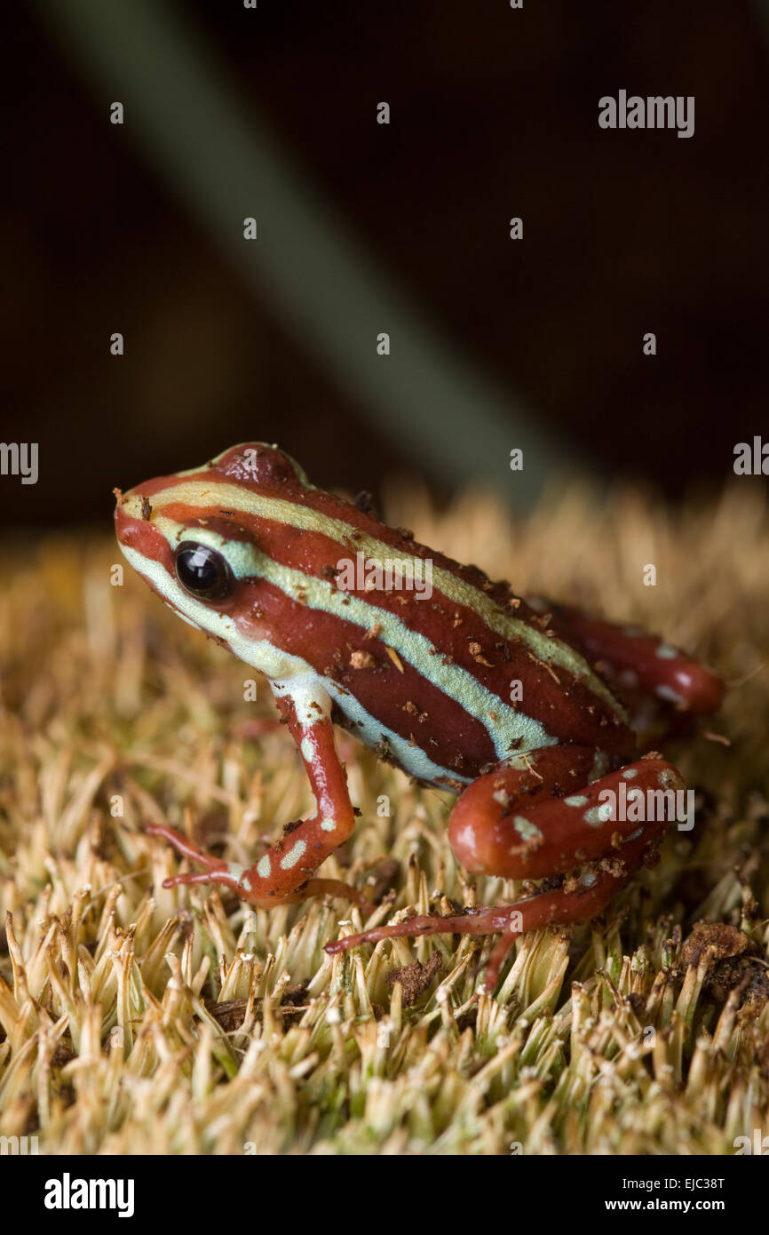 Brown striped frog Banque D'Images