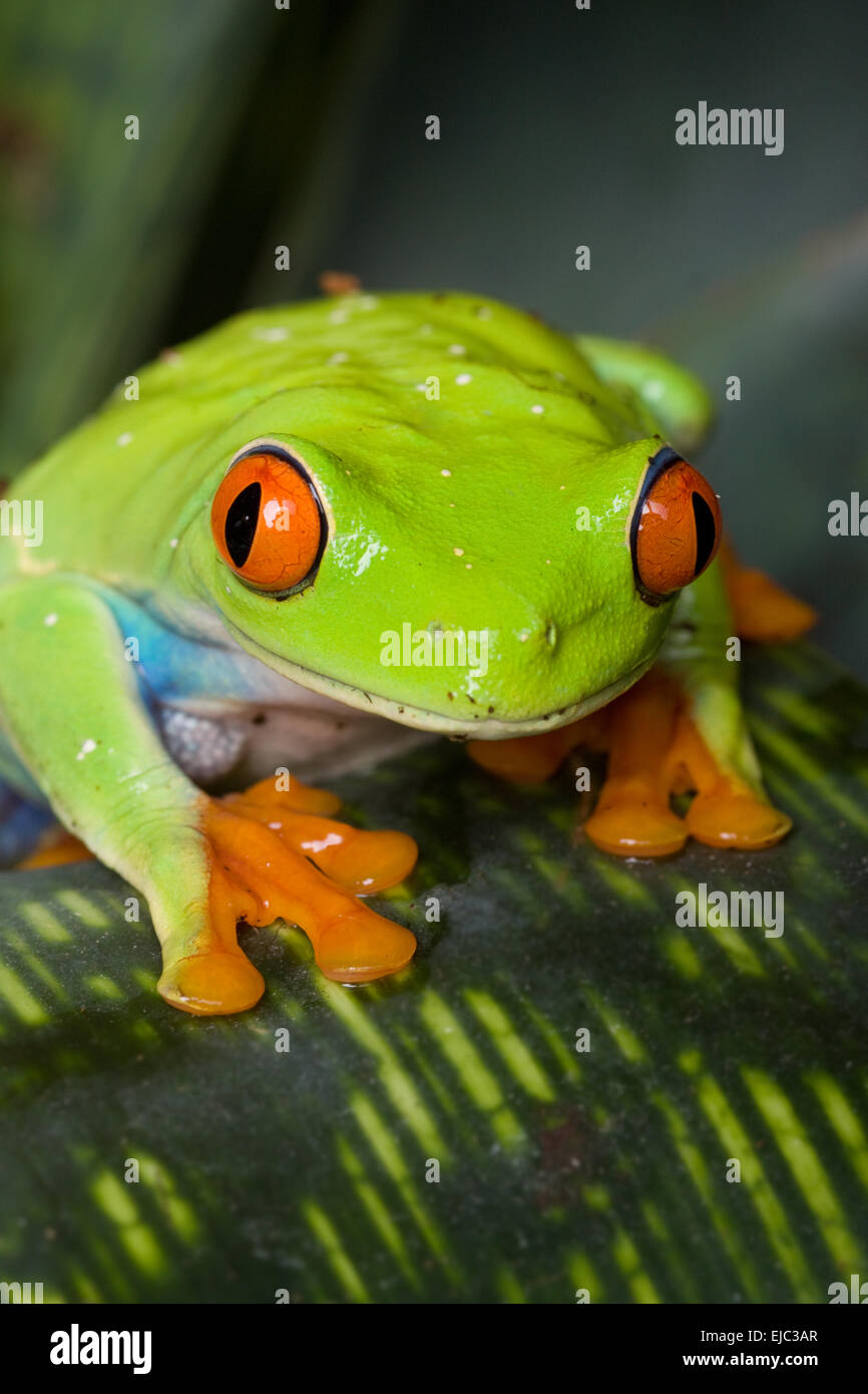 Voir des yeux rouges Banque D'Images