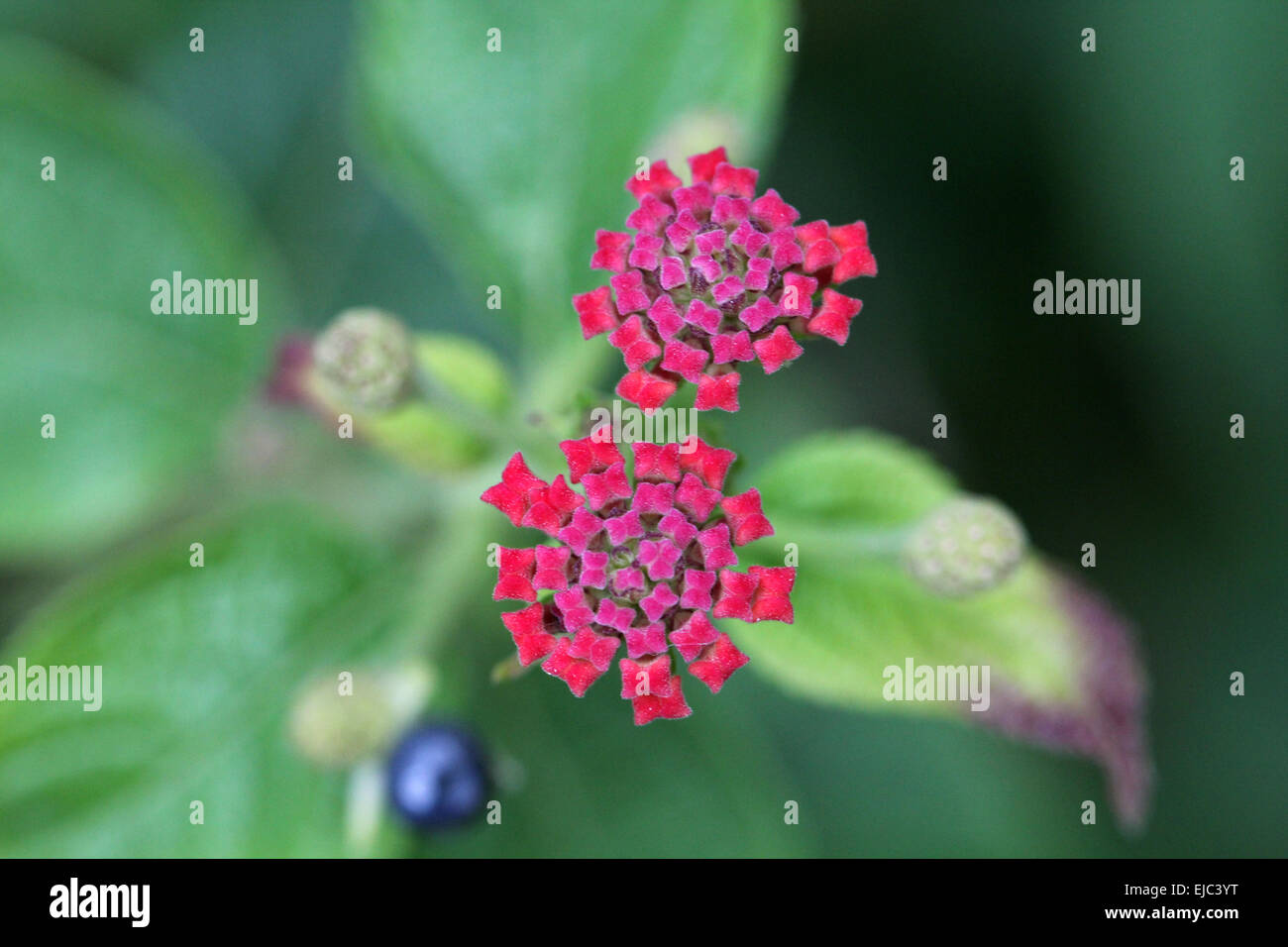 Grand Sage, Sage, Sage rouge sauvage Banque D'Images