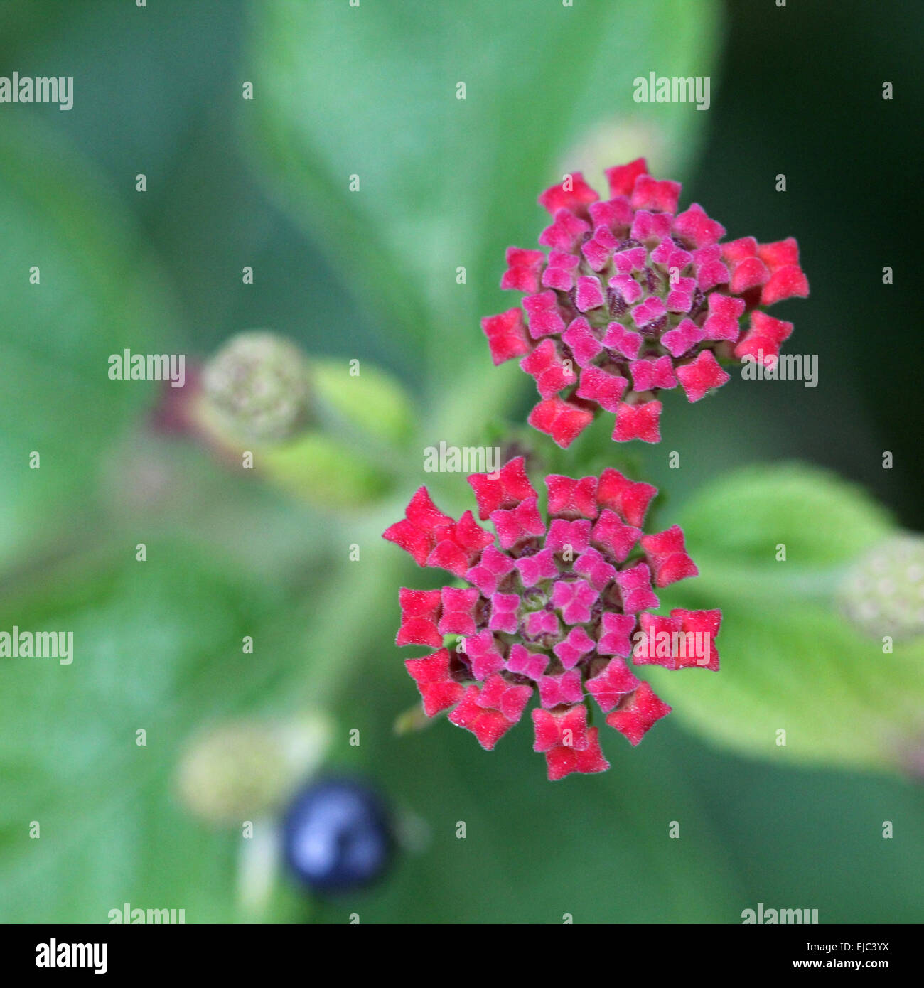 Grand Sage, Sage, Sage rouge sauvage Banque D'Images