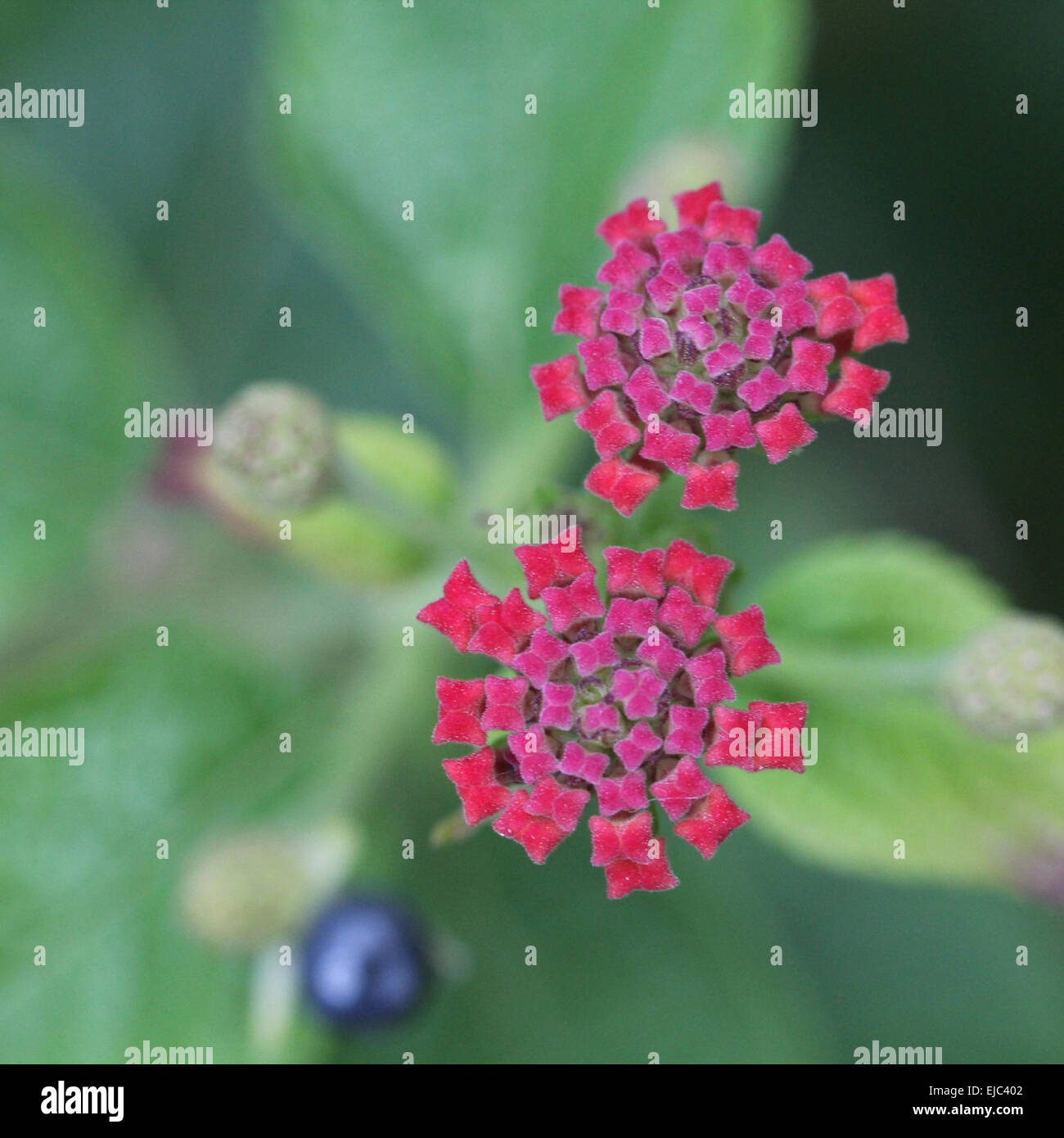 Grand Sage, Sage, Sage rouge sauvage Banque D'Images