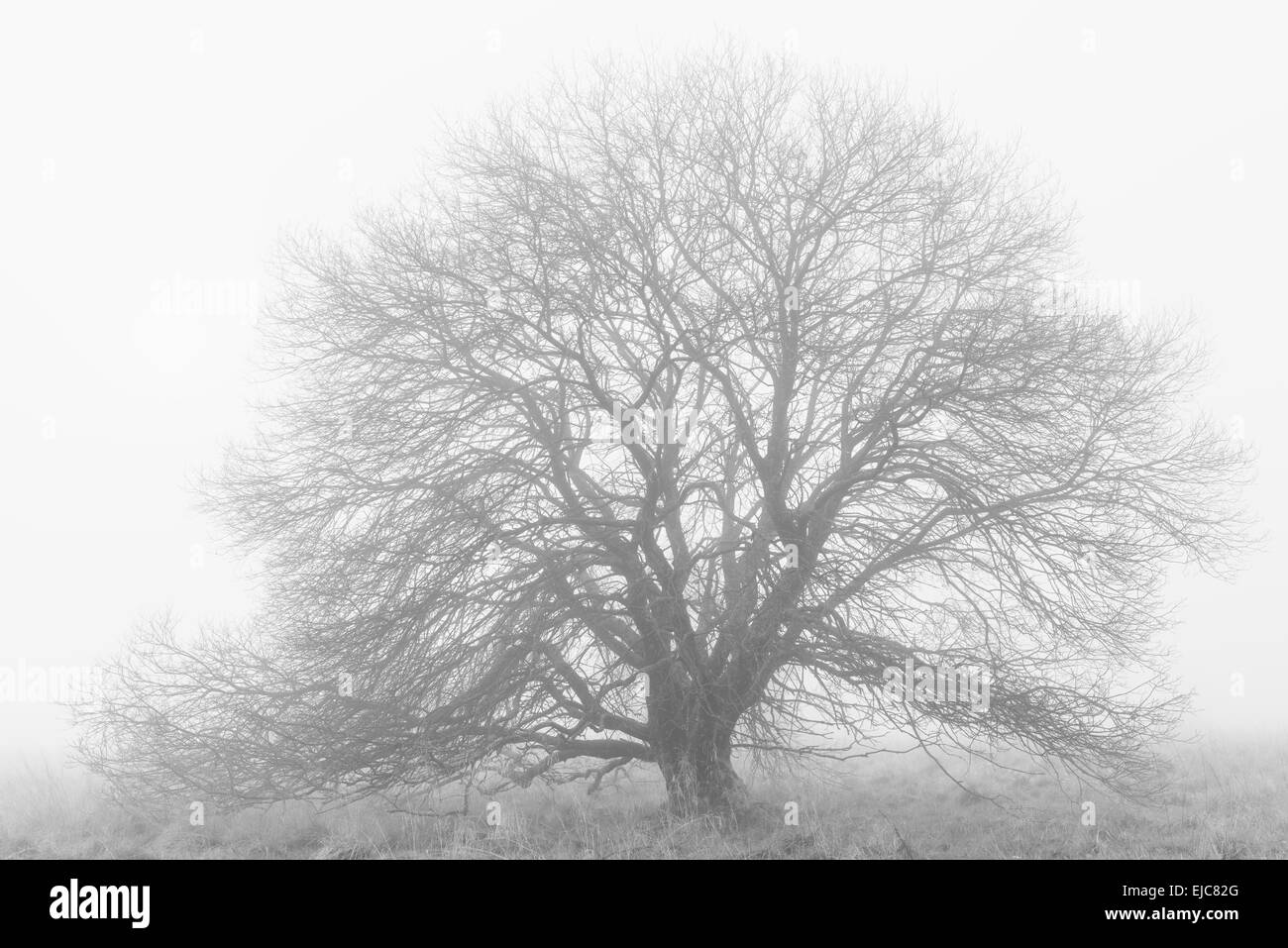 Willow dans le brouillard, Rhoen, Allemagne Banque D'Images
