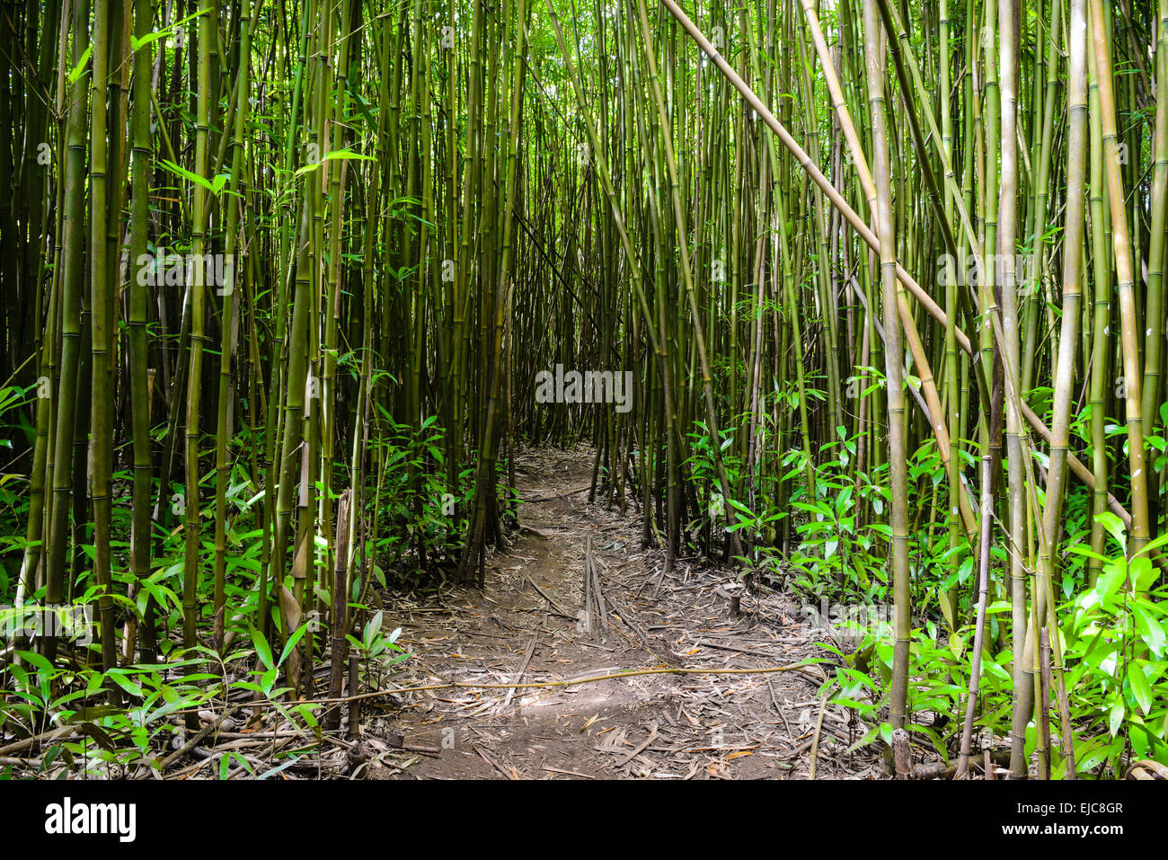 Chemin à travers la forêt de bambou Banque D'Images