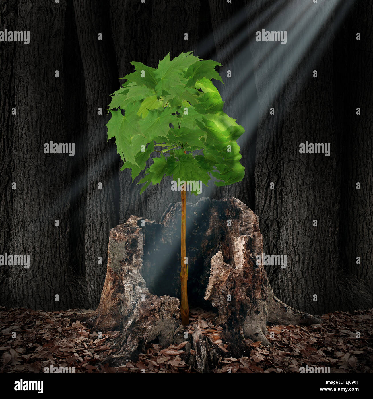 Renouvellement de la vie et de récupération concept comme une feuille verte en forme d'arbre comme une tête humaine, fruit d'une vieille souche morte comme symbole de survie pour la renaissance et de la création d'un nouveau vous après un problème de toxicomanie ou de crise. Banque D'Images
