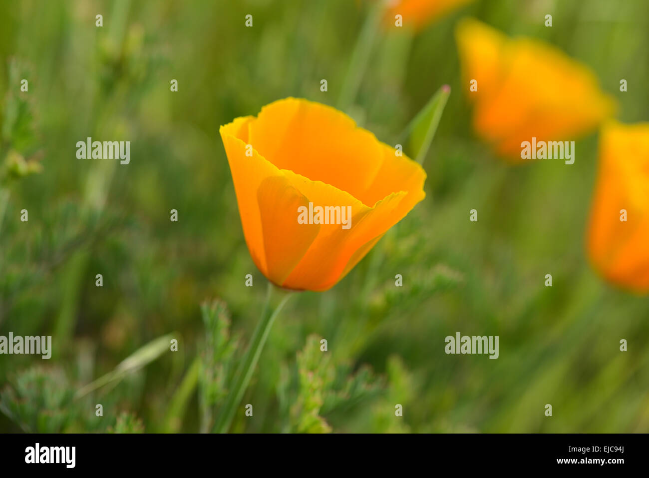 California Orange Coquelicot Macro Close Up Banque D'Images