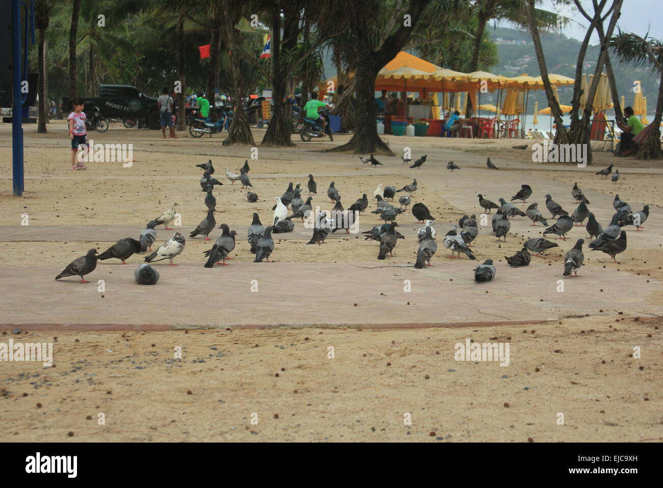 Pigeon sur la plage Banque D'Images