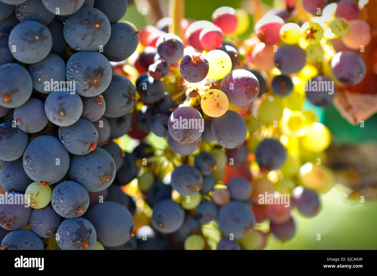 Close Up de raisins sur la vigne Banque D'Images