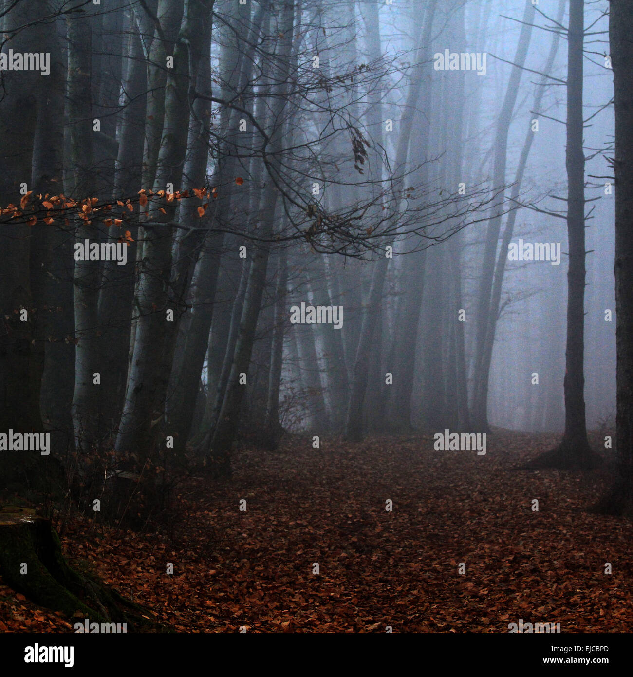 Forêt dans le brouillard Banque D'Images