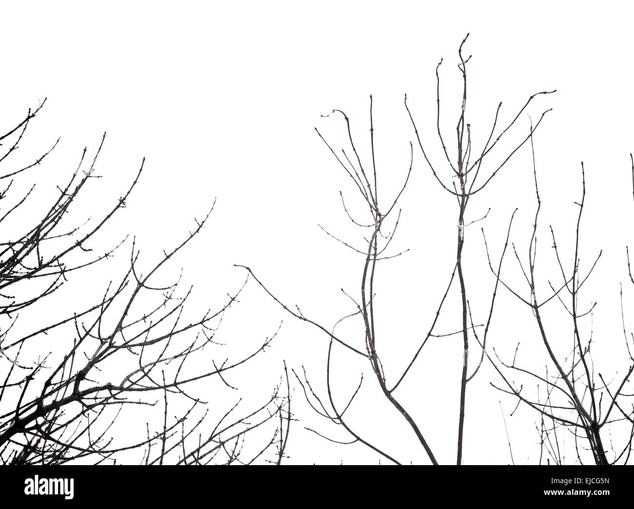 Arbre sans feuilles Banque de photographies et d’images à haute