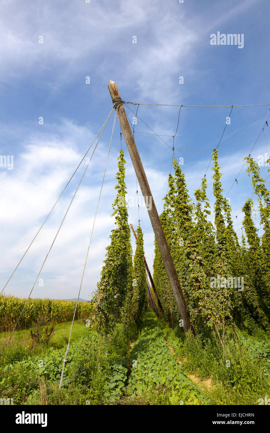 Champ de houblon, houblon (Humulus) Banque D'Images