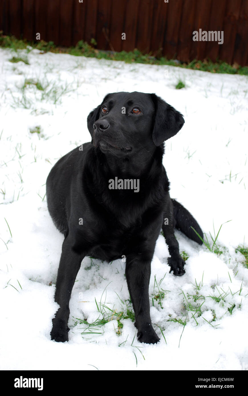 Labrador noir assis dans la neige Banque D'Images