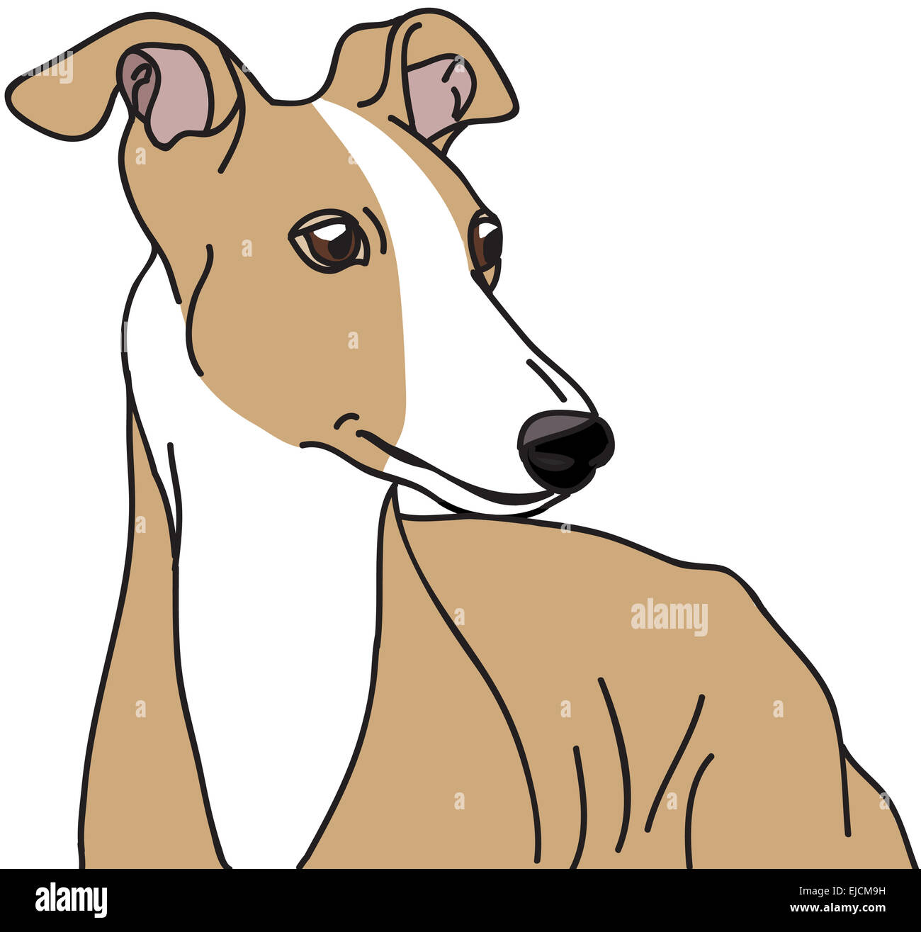 Illustration chien Greyhound Banque D'Images