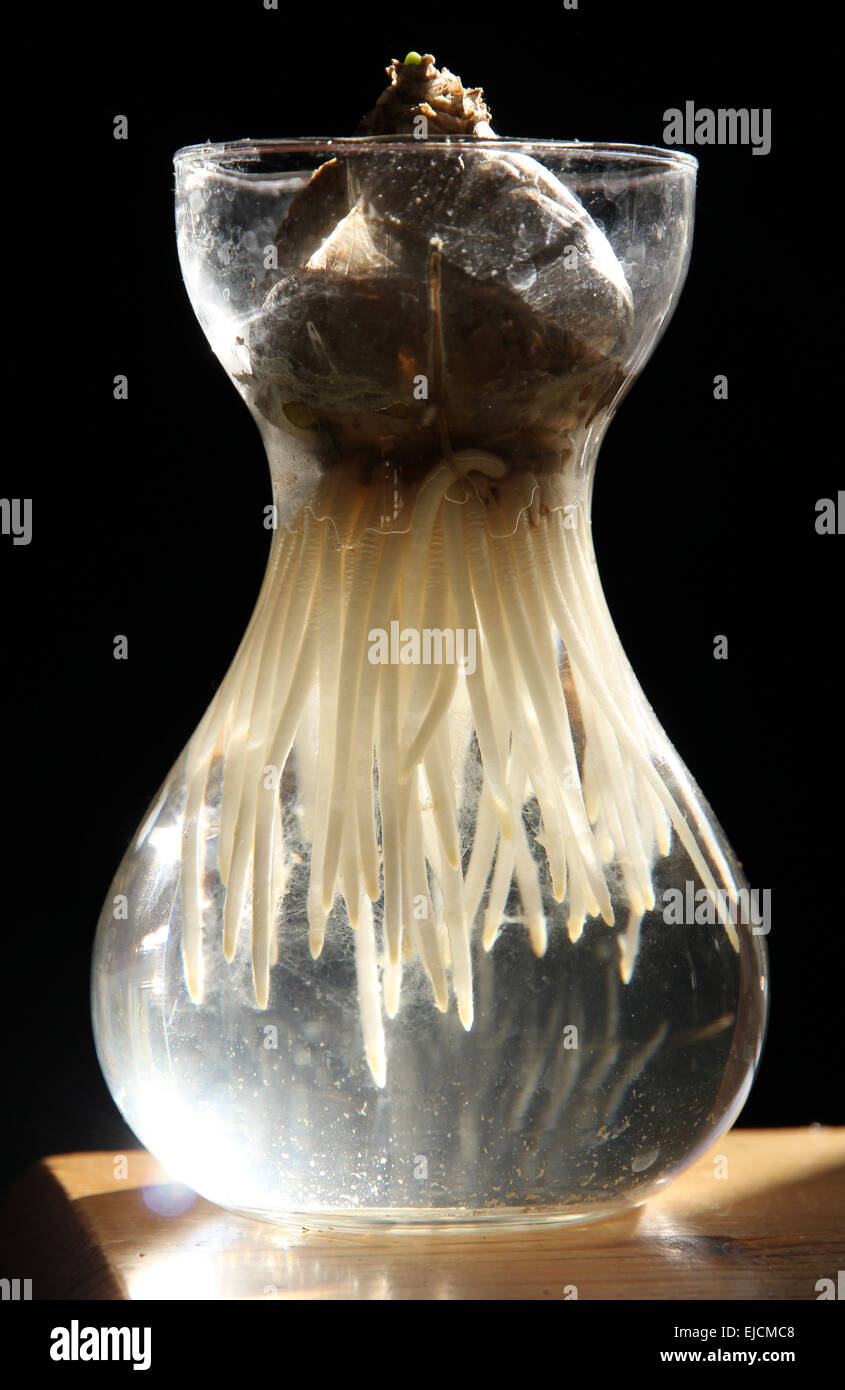 Jacinthe forcé de plus en plus d'ampoule à la maison Banque D'Images