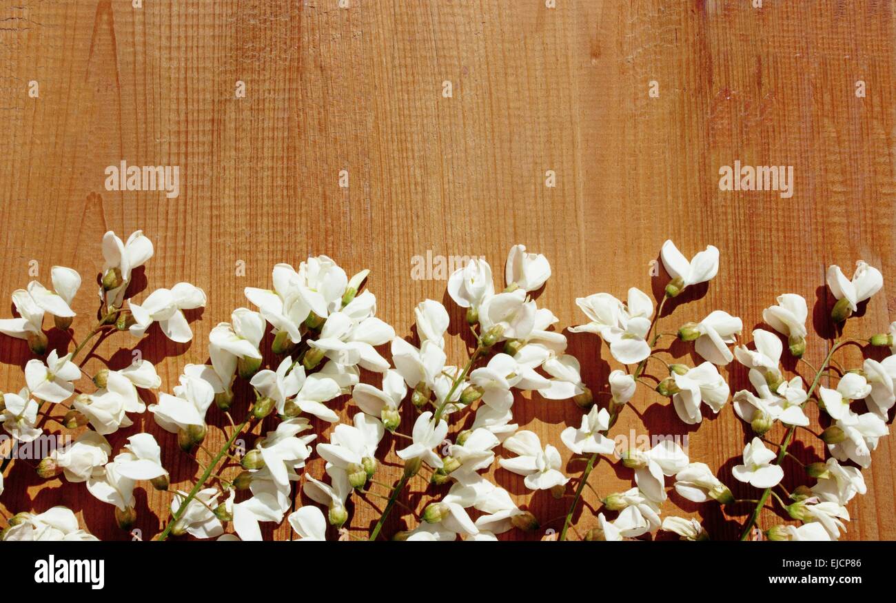 Glycine blanche fleurs de printemps sur bois Banque D'Images