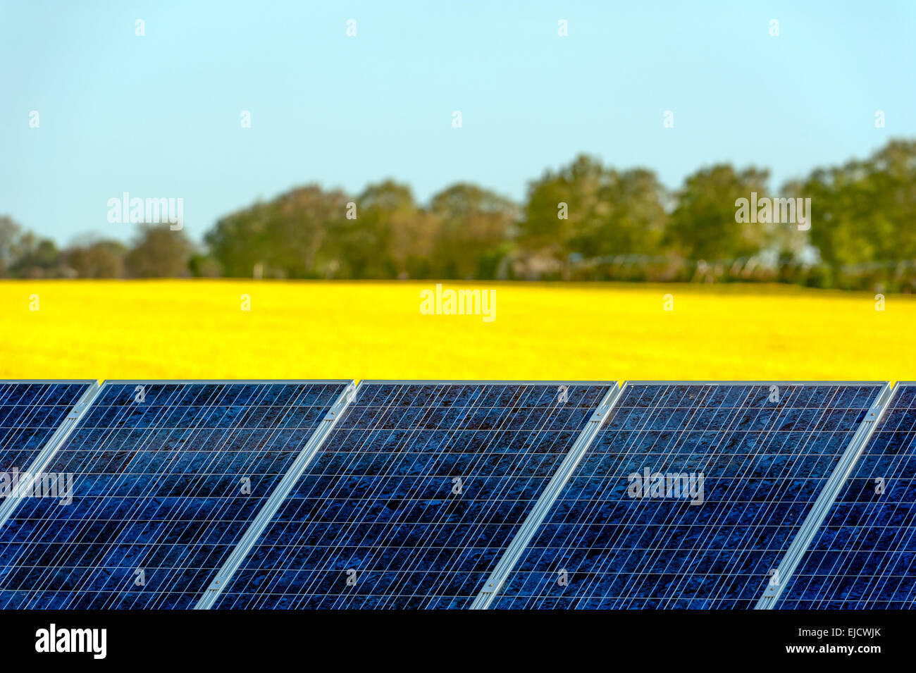 Des panneaux solaires dans un champ de colza Banque D'Images