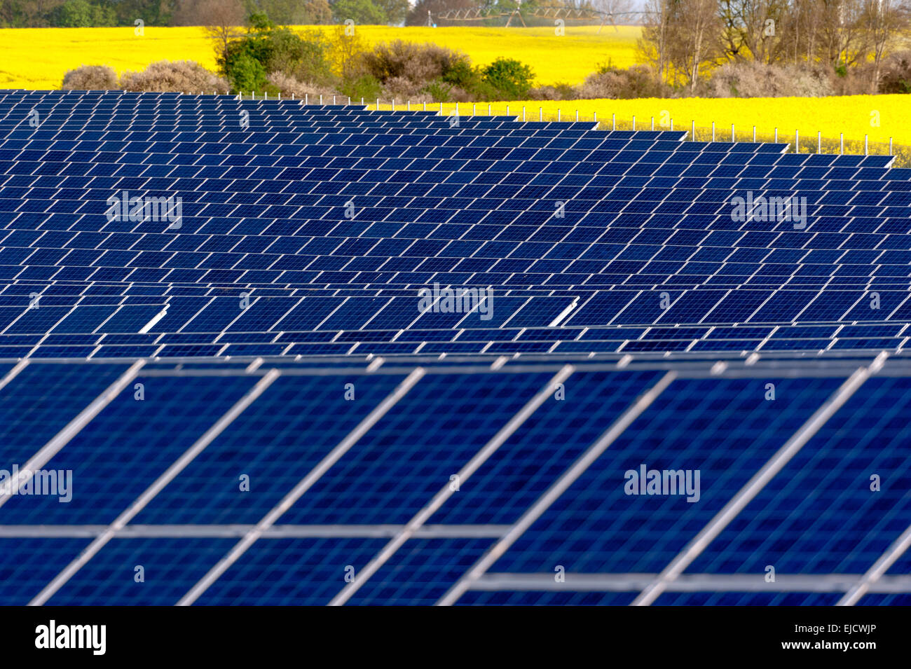 Des panneaux solaires dans un champ de colza Banque D'Images