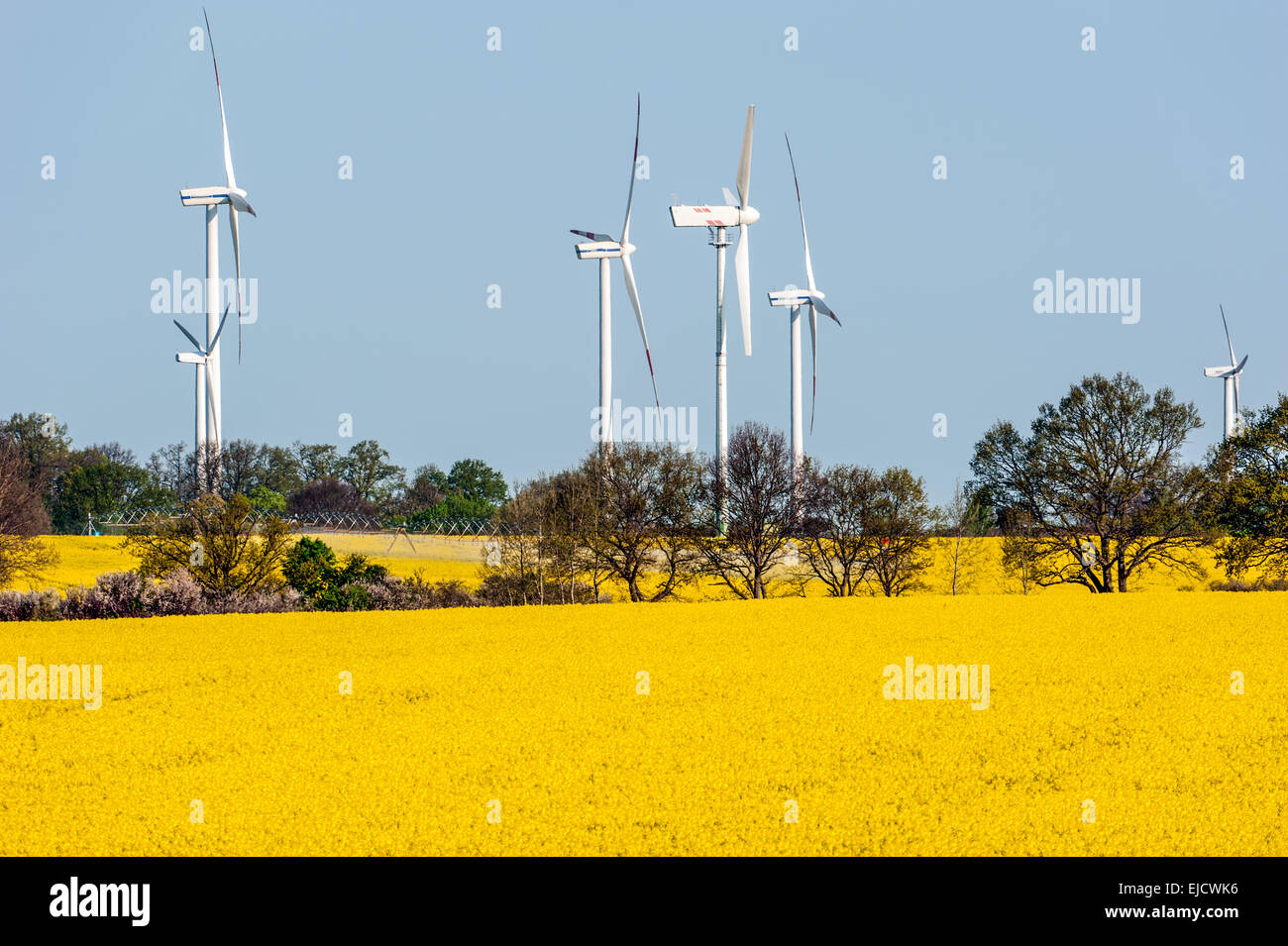 Éoliennes dans un champ de colza Banque D'Images