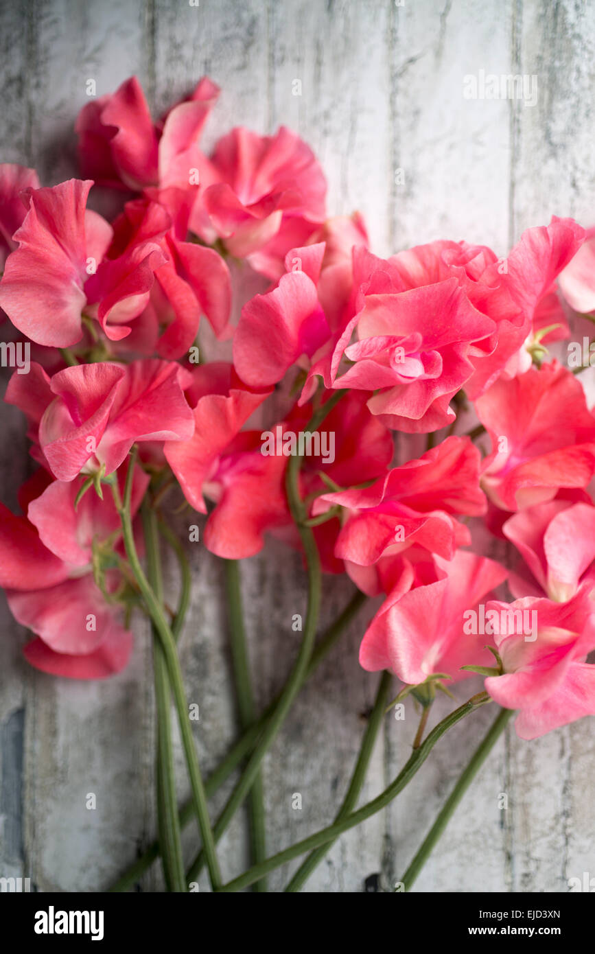 Pois de senteur (Lathyrus odoratus) millénaire Banque D'Images