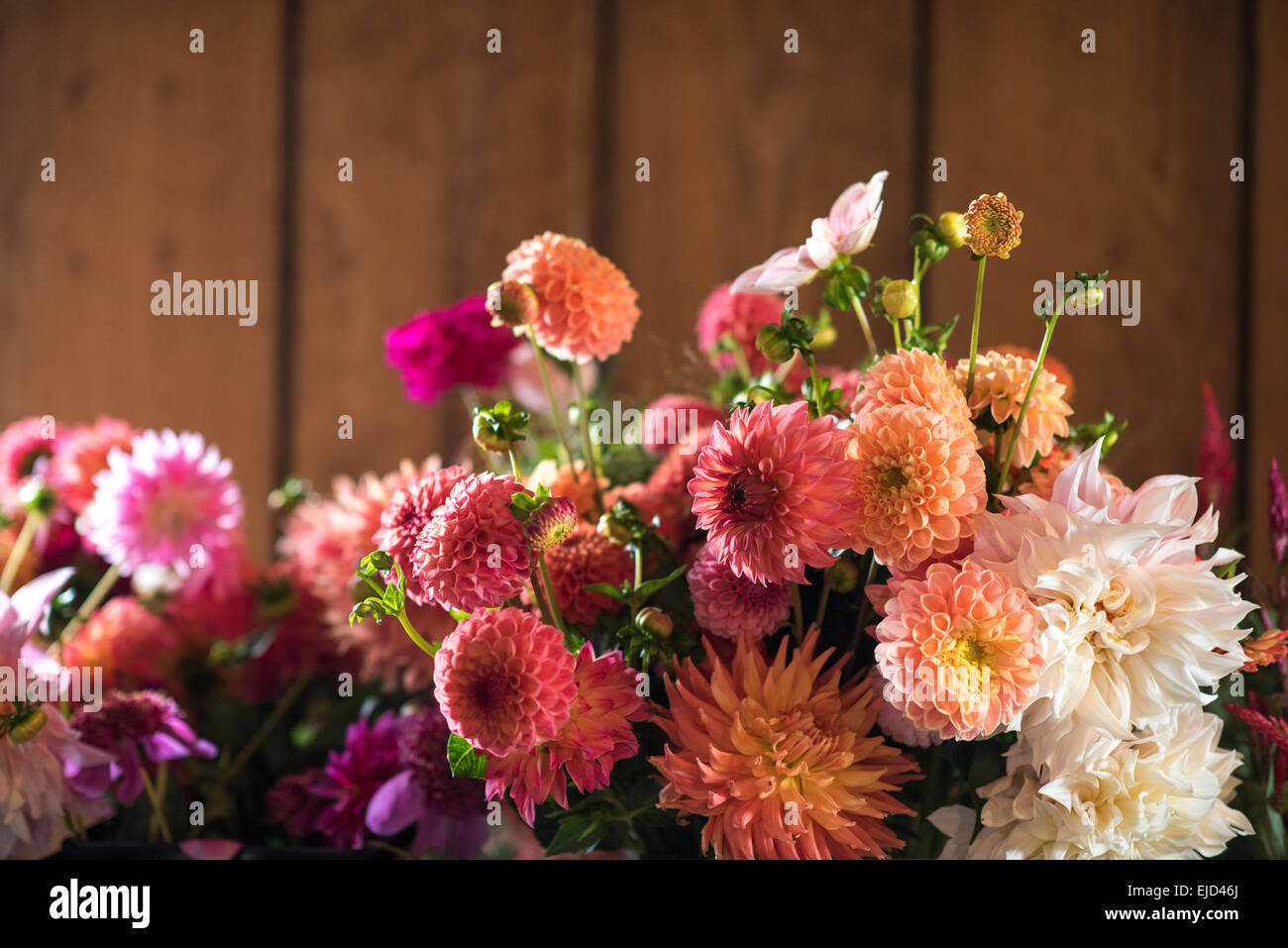 Bouquet de tiges de dahlias mixte Banque D'Images