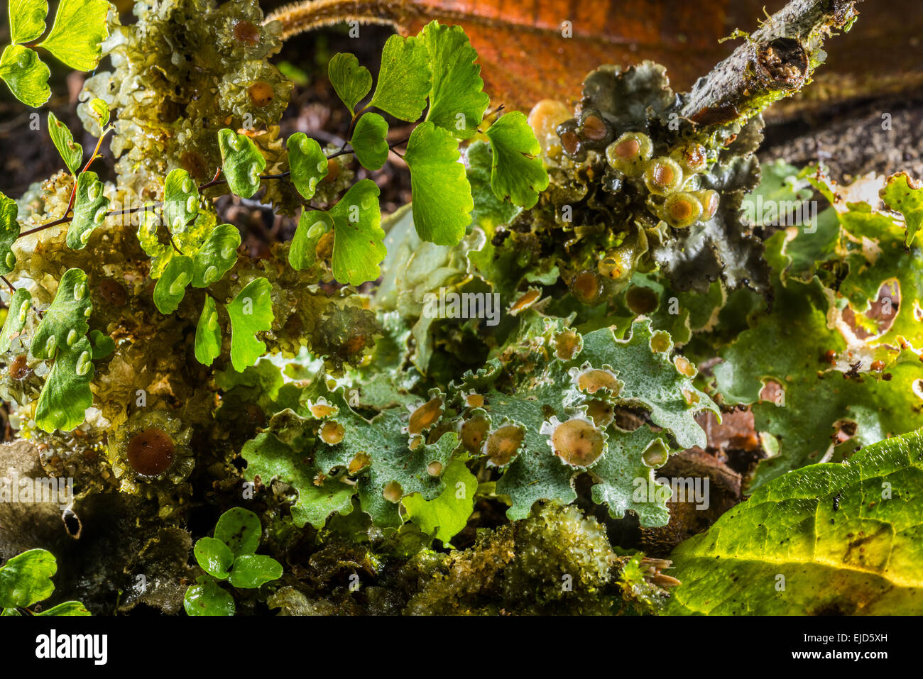 Les lichens de la forêt tropicale du Costa Rica la végétation La végétation de la forêt de nuages jungle feuilles typiques mousse gros plan marbre sol volcano Banque D'Images