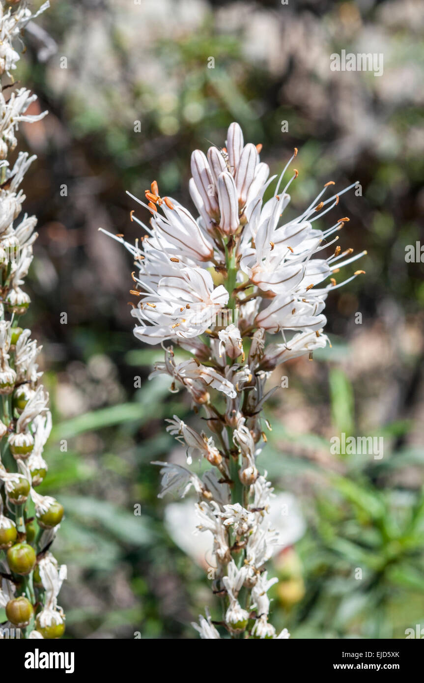Fleurs d'asphodèle blanc Asphodelus albus Photo Stock - Alamy