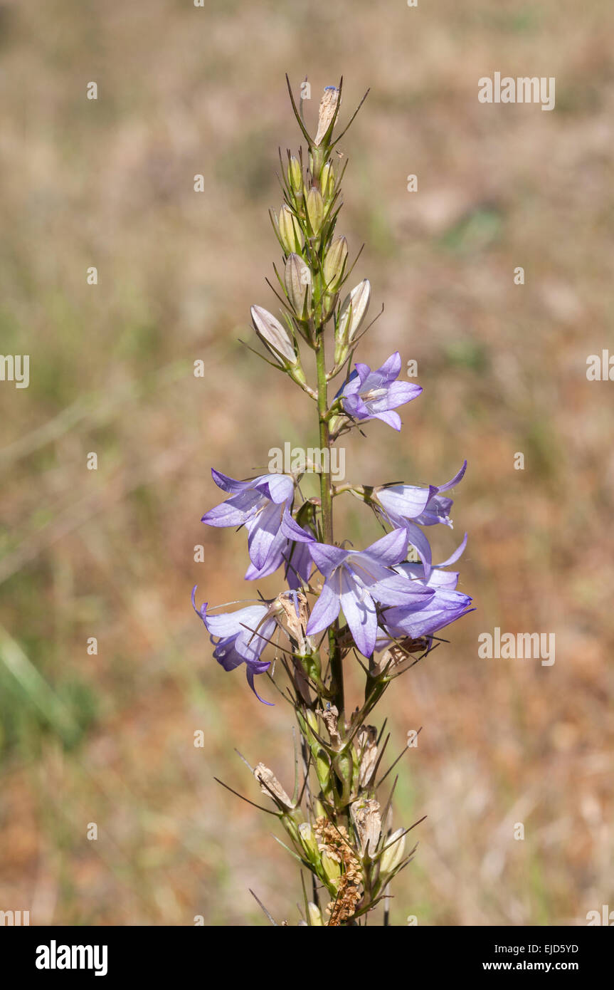 Fleurs de Rampion bellflower, Campanula rapunculus Banque D'Images