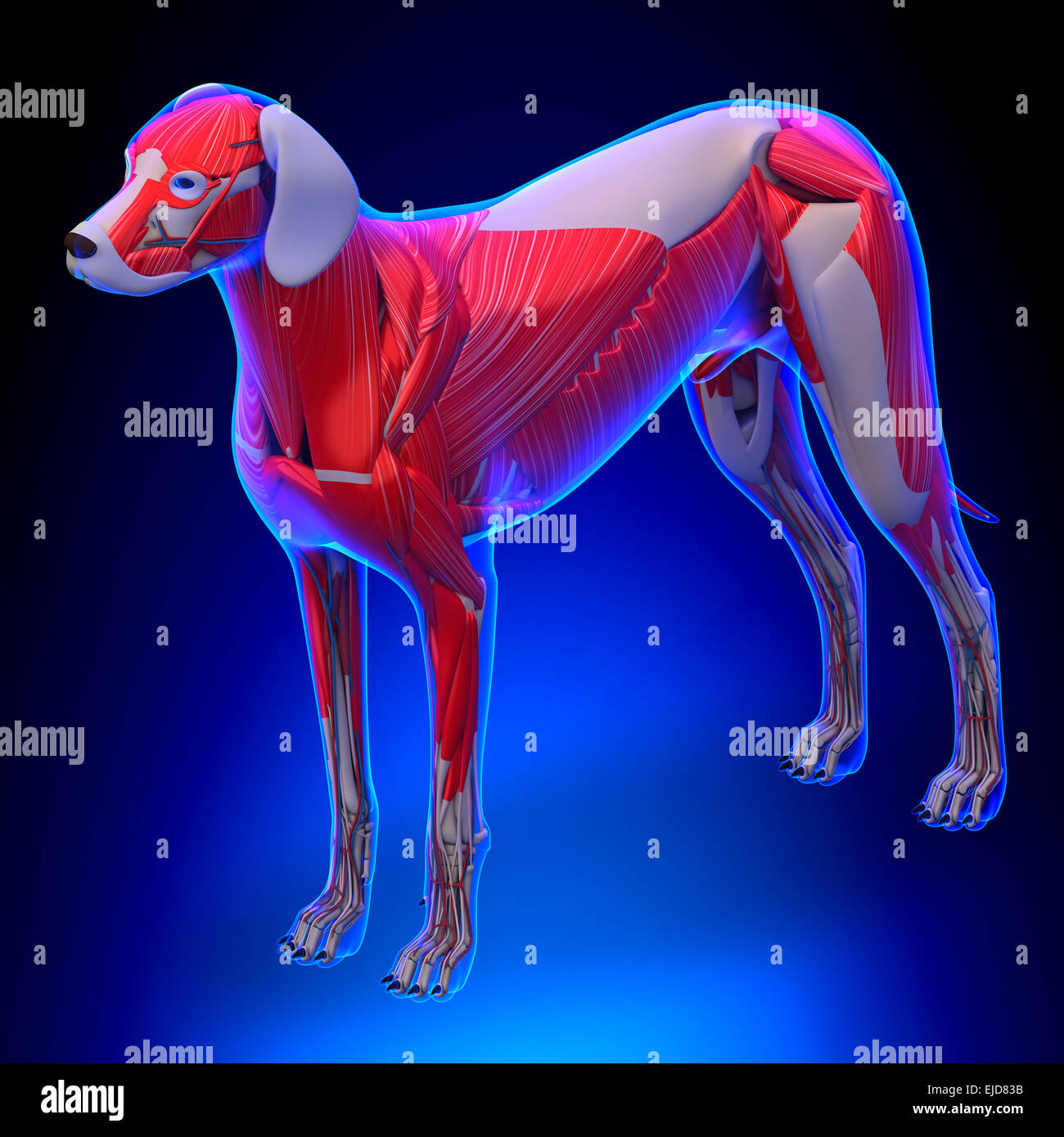 Muscles chien Anatomie - anatomie d'un homme chien Muscles Banque D'Images