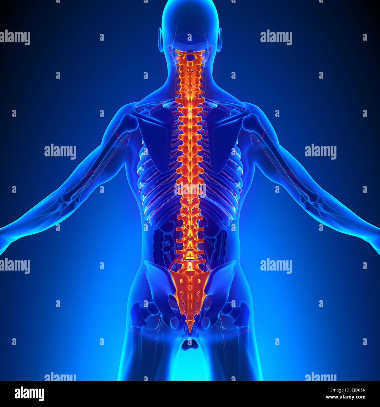 L'anatomie de la colonne vertébrale avec système Ciculatory Banque D'Images