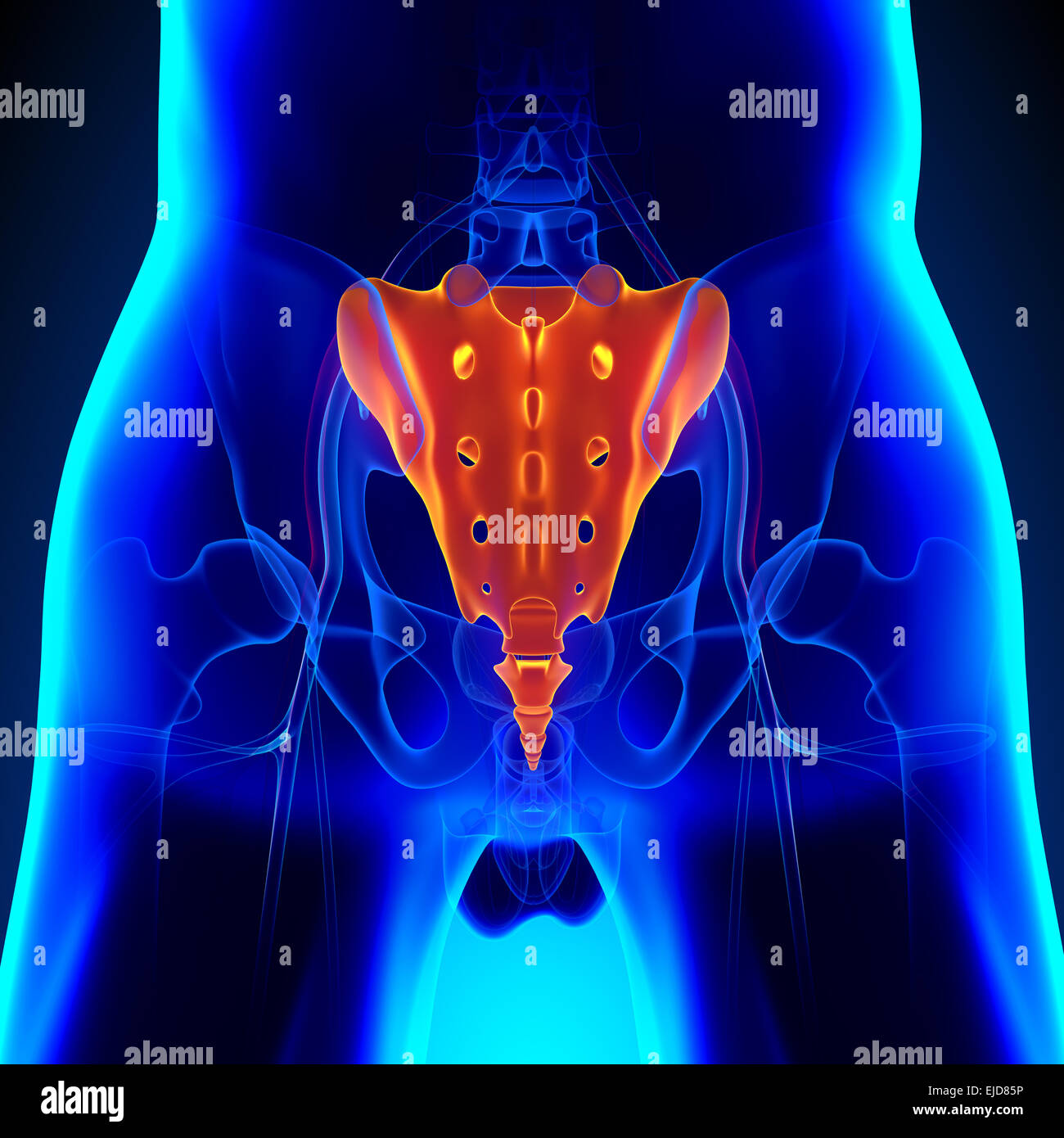 Anatomie de l'Os Sacrum Coccyx avec système Ciculatory Banque D'Images