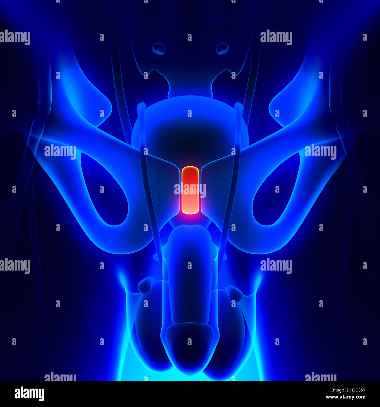 Anatomie pubienne Banque D'Images