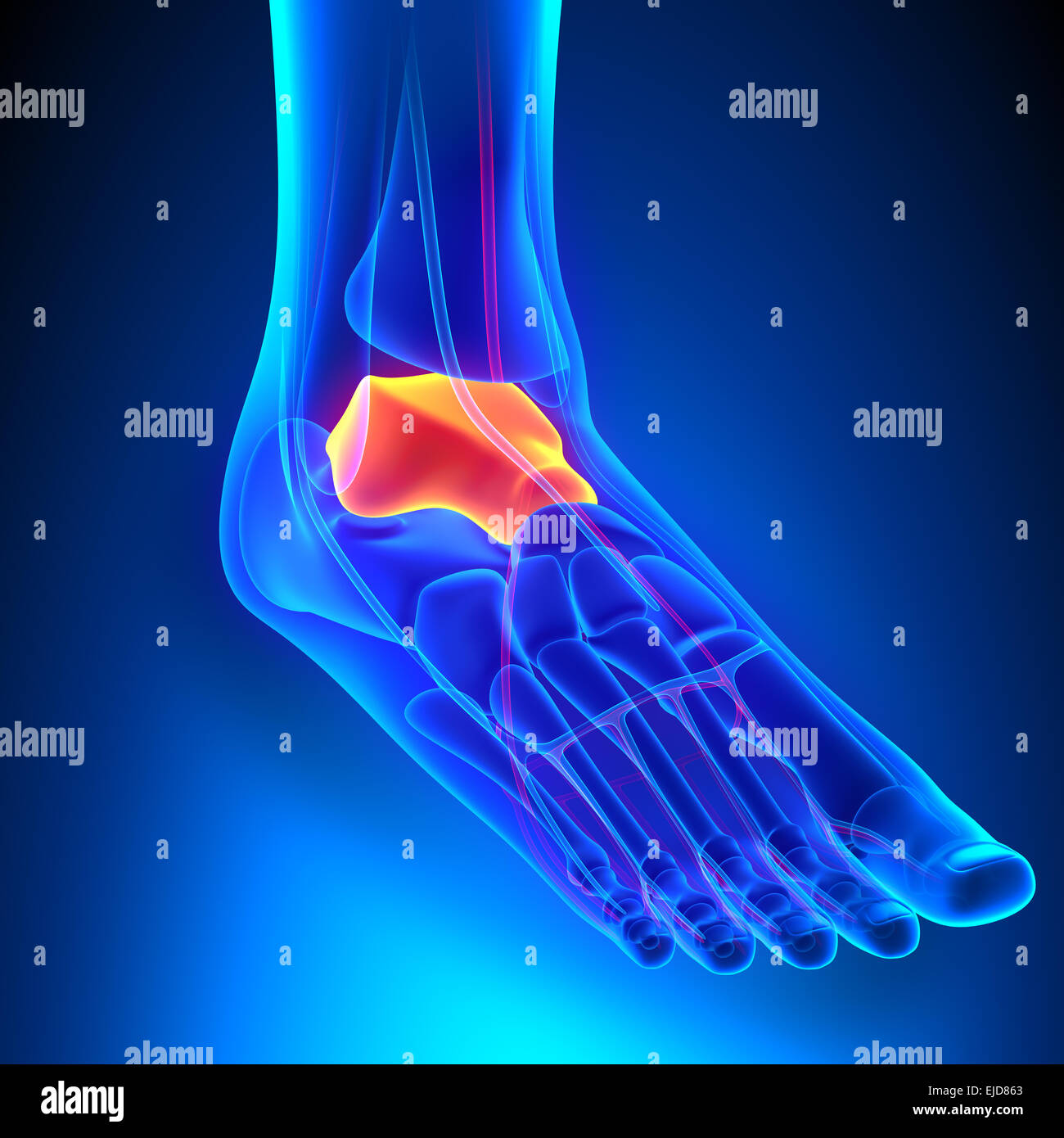 Anatomie de l'os d'éboulis avec système circulatoire Banque D'Images