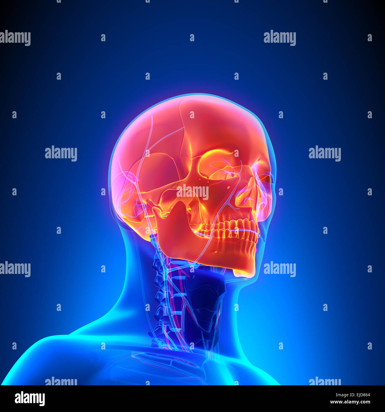 L'anatomie du crâne avec le système circulatoire Banque D'Images