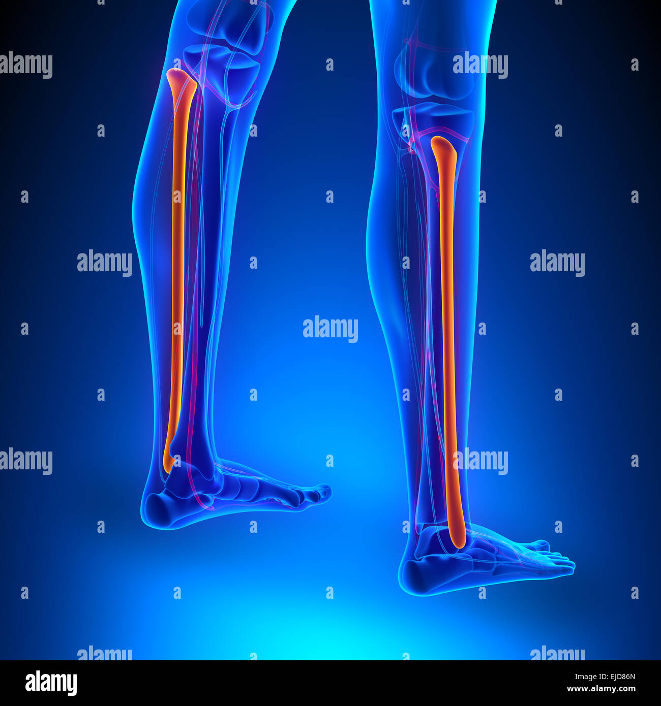 Anatomie de l'os du péroné avec système circulatoire Banque D'Images