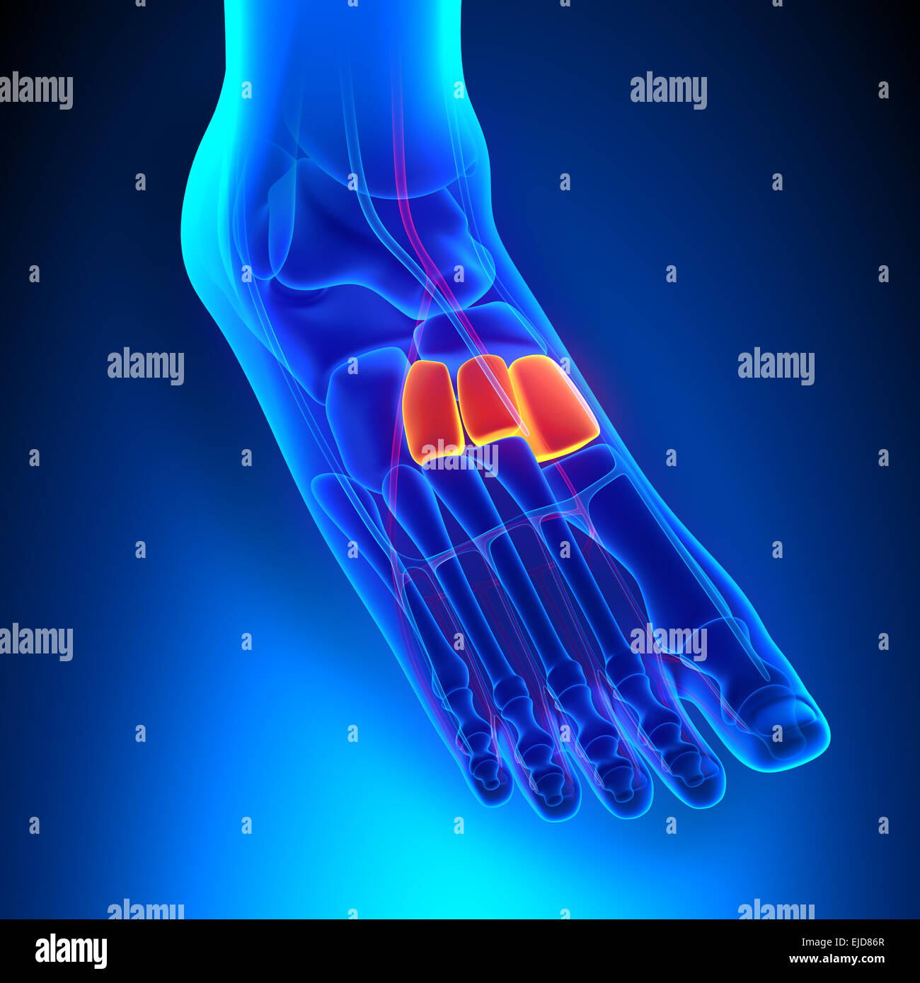 L'anatomie des os cunéiformes avec système circulatoire Banque D'Images