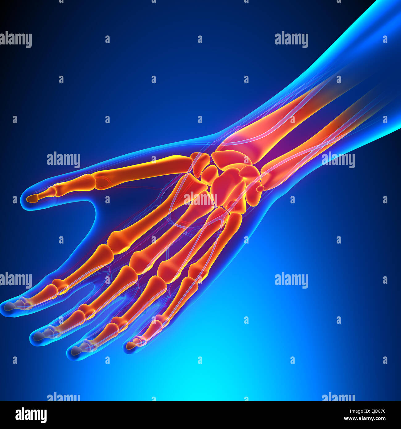 Anatomie du poignet avec système circulatoire Banque D'Images