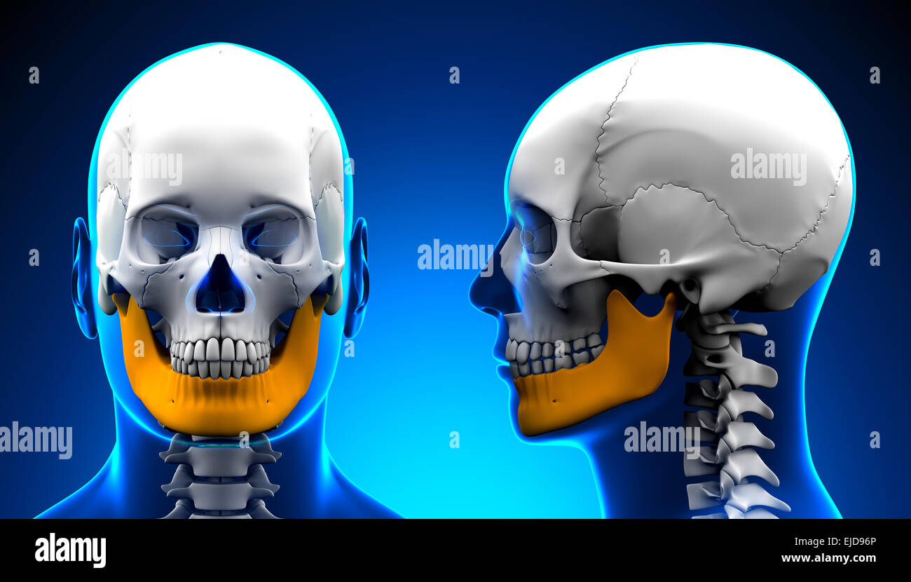 L'Os mandibule mâle anatomie du crâne - concept bleu Banque D'Images