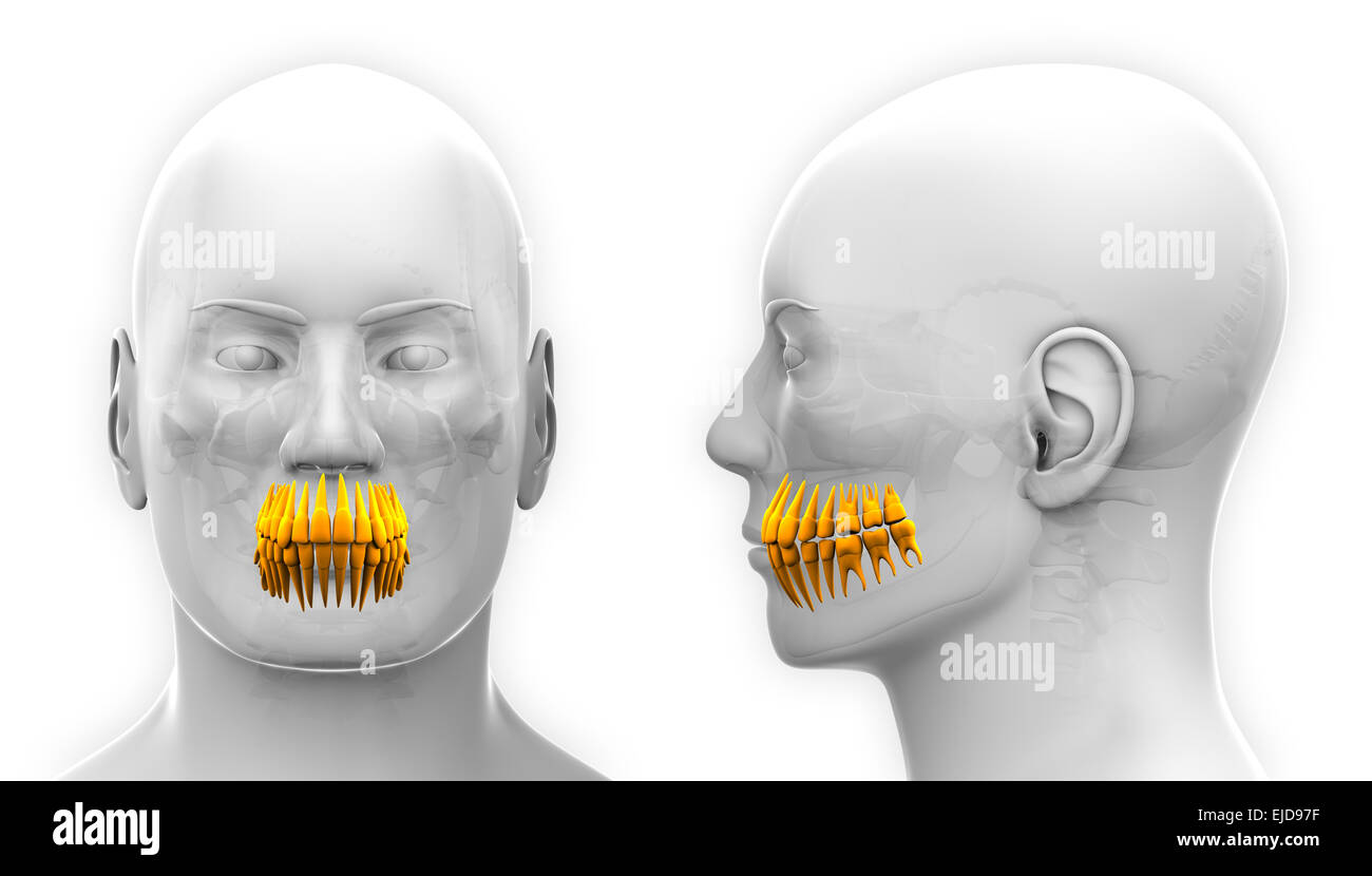 Anatomie dentaire dents mâle - isolated on white Banque D'Images