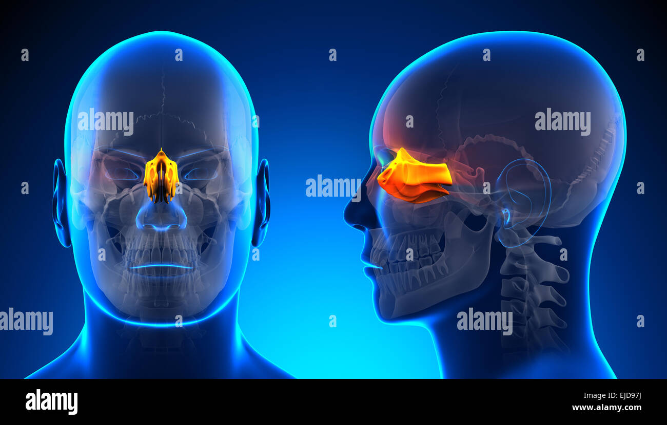 l-anatomie-du-cr-ne-ethmo-de-m-le-concept-bleu-photo-stock-alamy